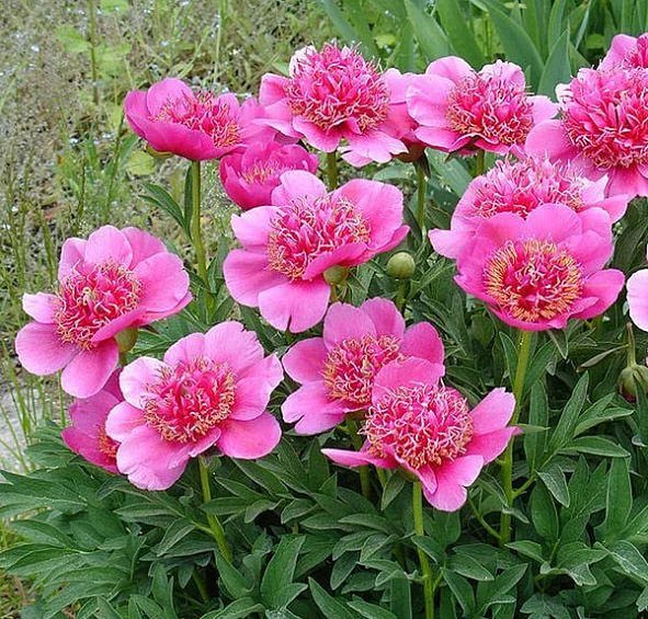 Пион лекарственный 'Анемонифлора' (малиновый)